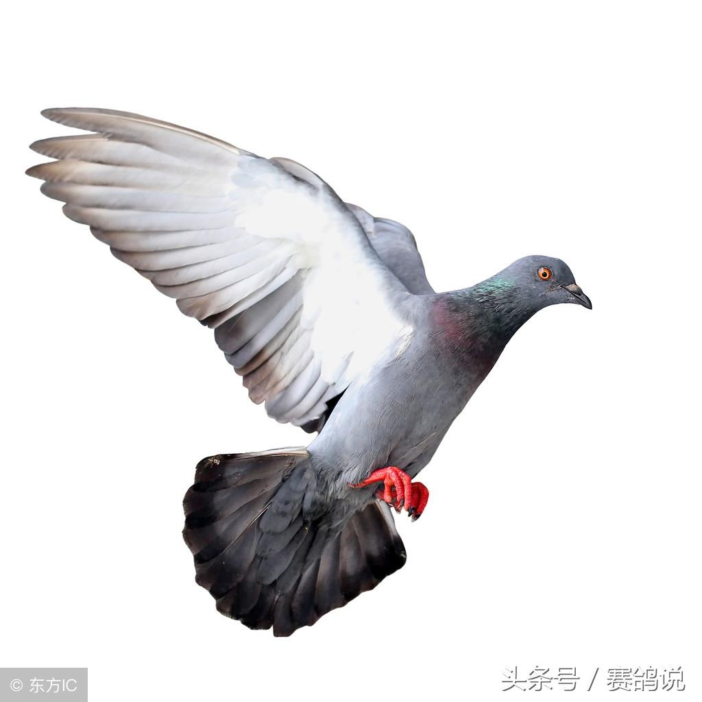 最新养鸽故事，鸽子飞翔与人生蜕变之路