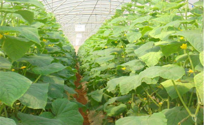 全国黄瓜最新价格行情，科技引领绿色生活新篇章的启示